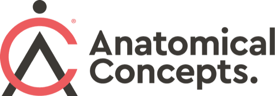 Anatomical Concepts (UK)